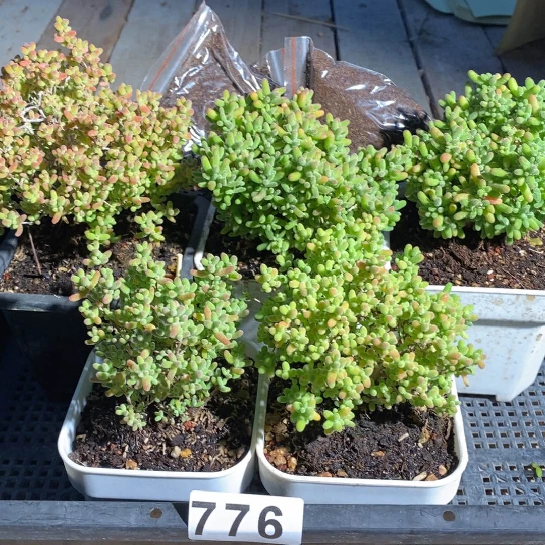 枝干番杏多肉植物776