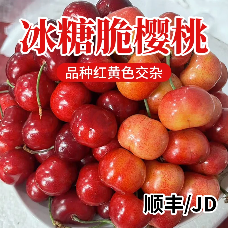 S2【京东/顺丰】山东冰糖脆樱桃 新鲜采摘黄/红樱桃随机发坏果包赔