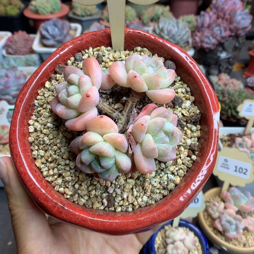 130五头冰玉多肉植物