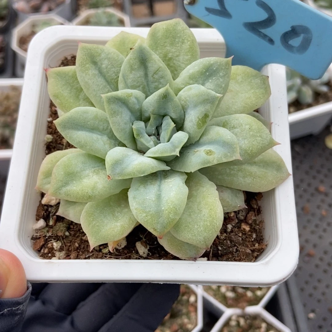 520泡泡纱多肉植物保护