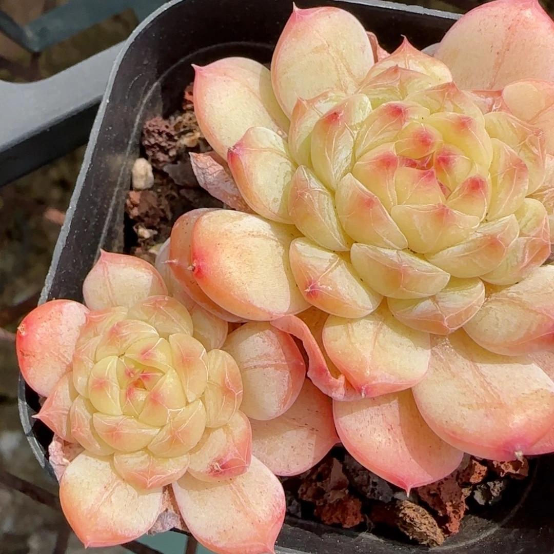 花语逸境0221-190