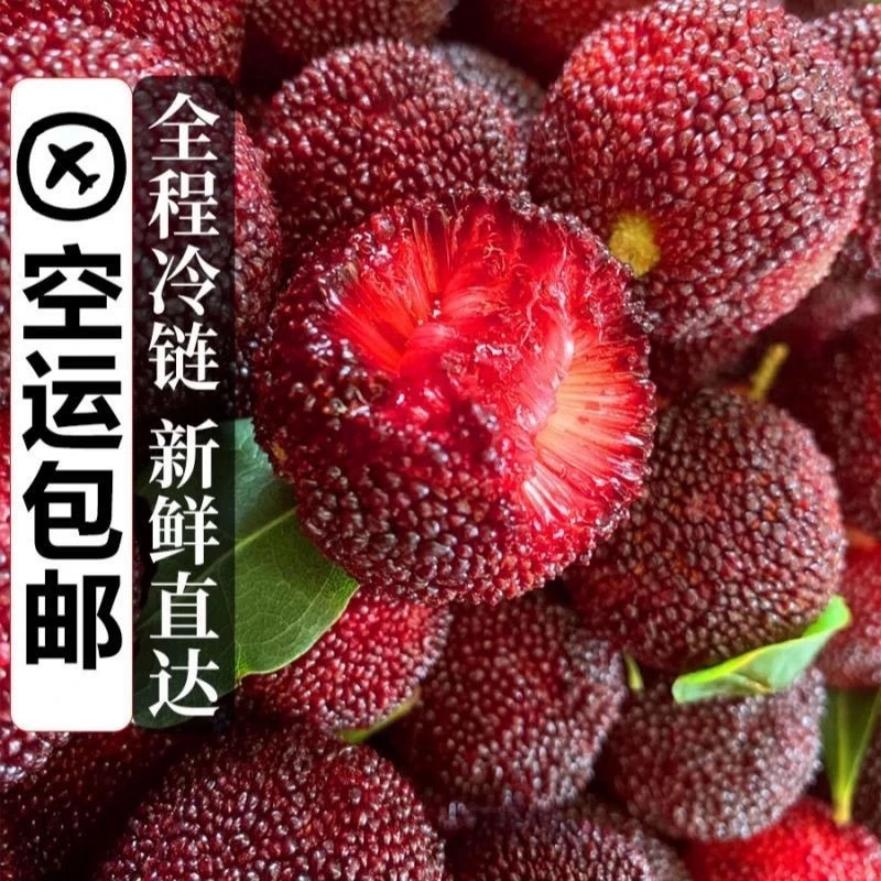 送货上门【大果】(颗粒装)新鲜现摘正宗漳州浮宫杨梅空运特级甄选大果孕妇水果酸酸甜甜(新升级独立颗粒装)一斤