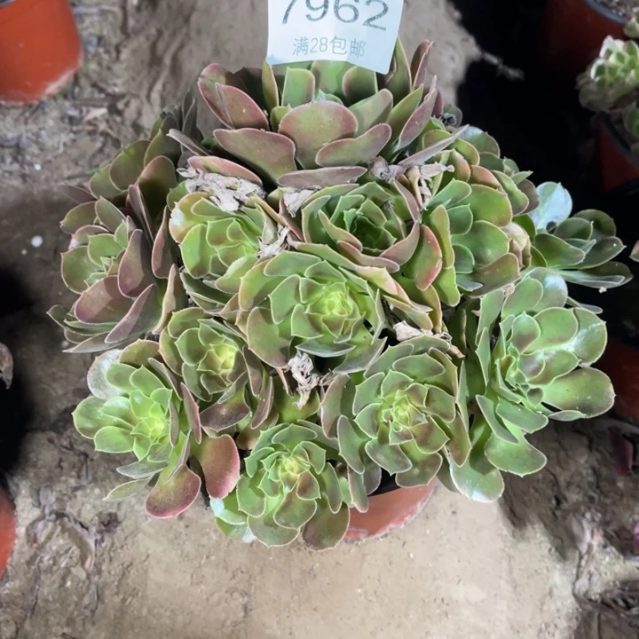 7962香妃多肉的多肉