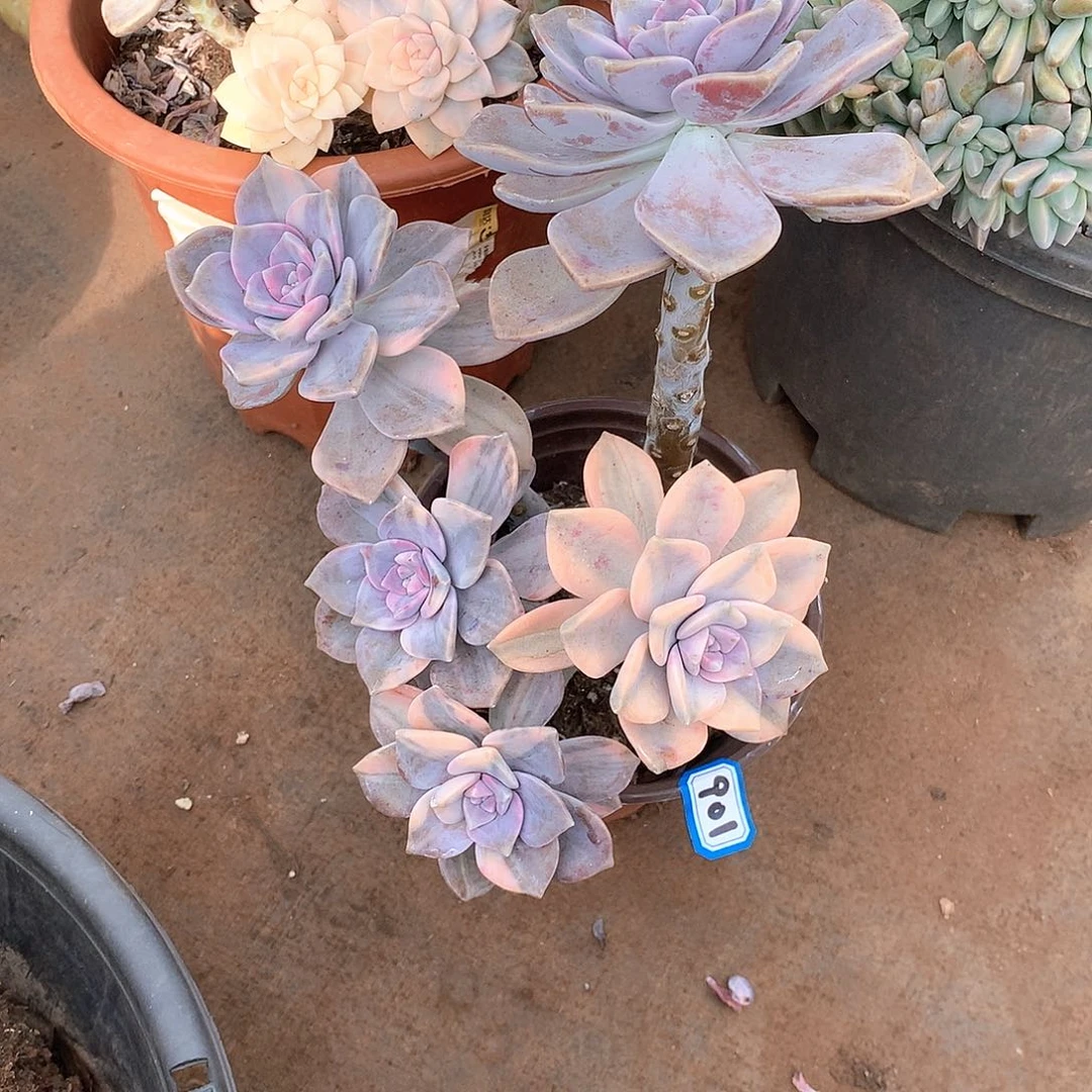 901紫乐锦 一物一拍多肉