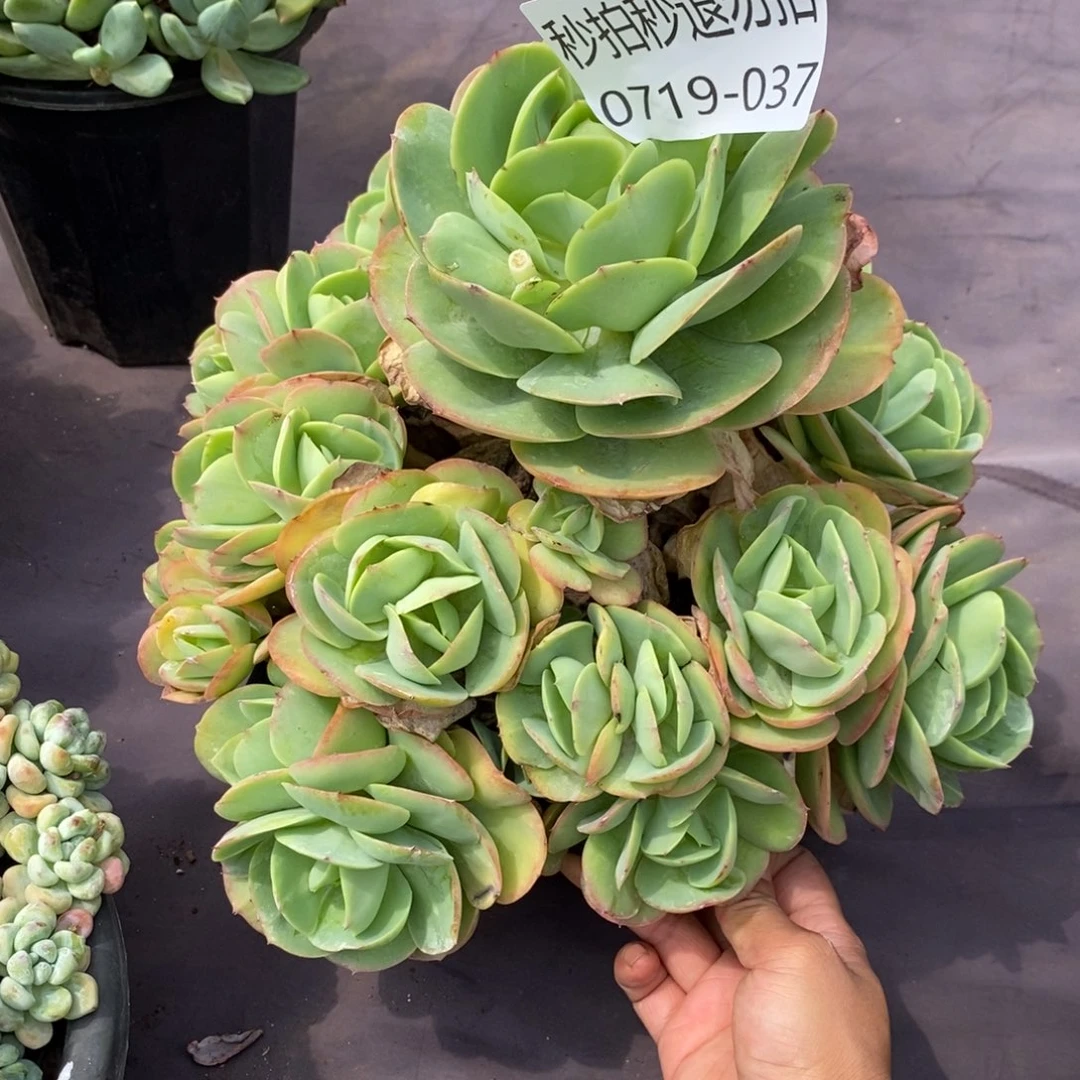 捂****?夏悦多肉0719-37碧桃