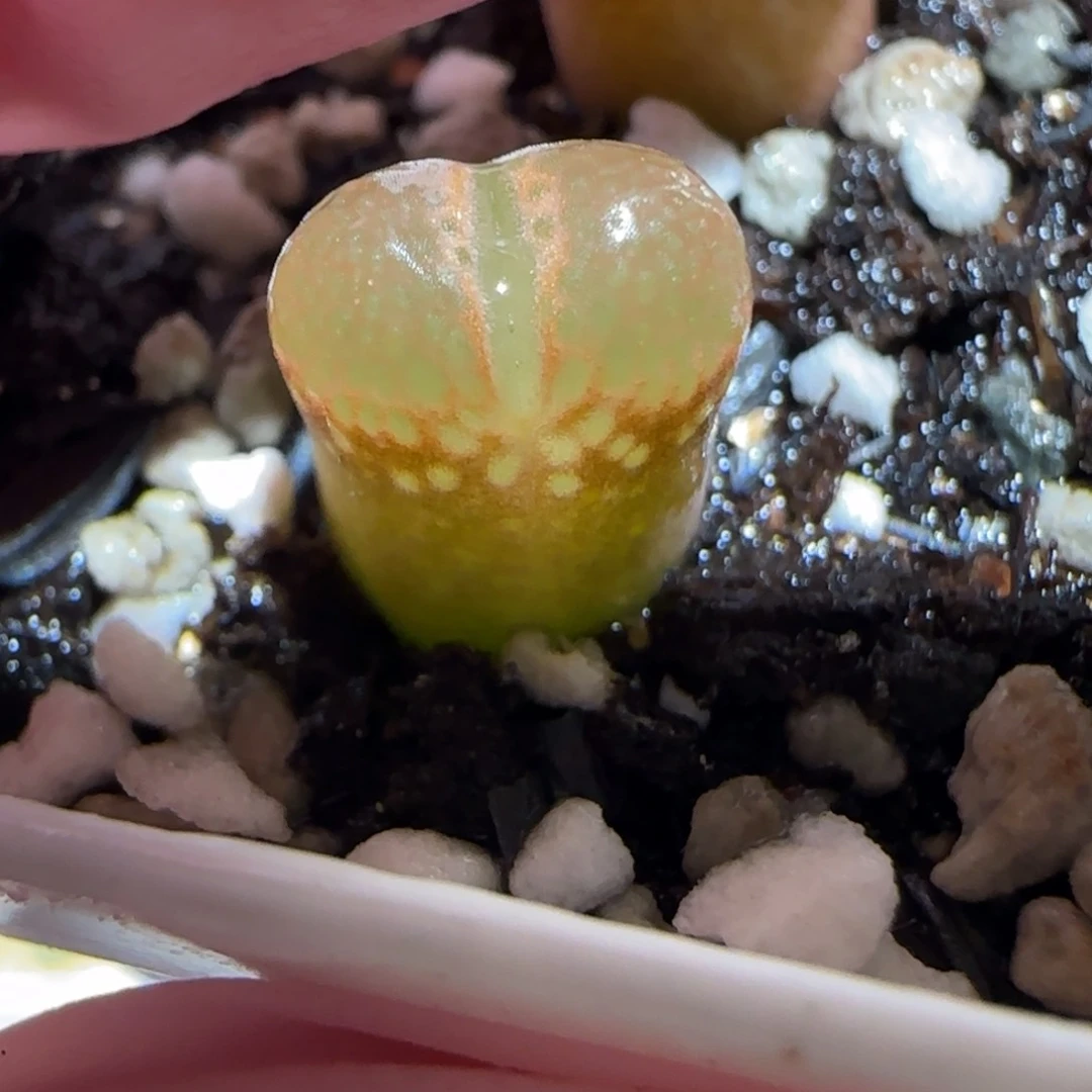 肉锥多肉植物百科-鲑鱼粉384