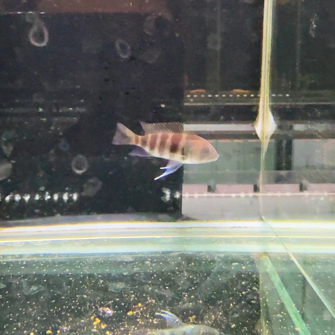 慈鲷331布隆迪六间。