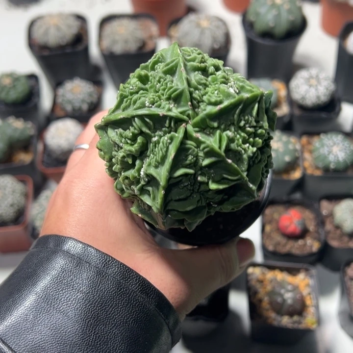 仙人球竞拍不退不换