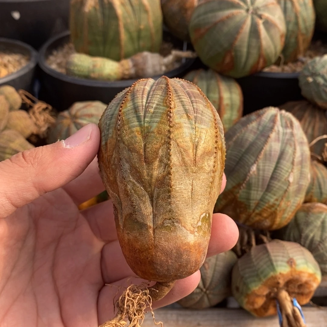 15 欧系实生布纹球多肉植物