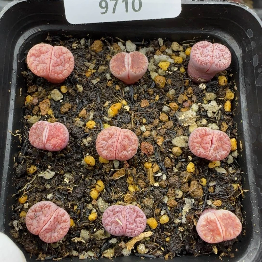 9710。阿克塞尔。。。。。默认脱土。18包邮。偏远88包邮