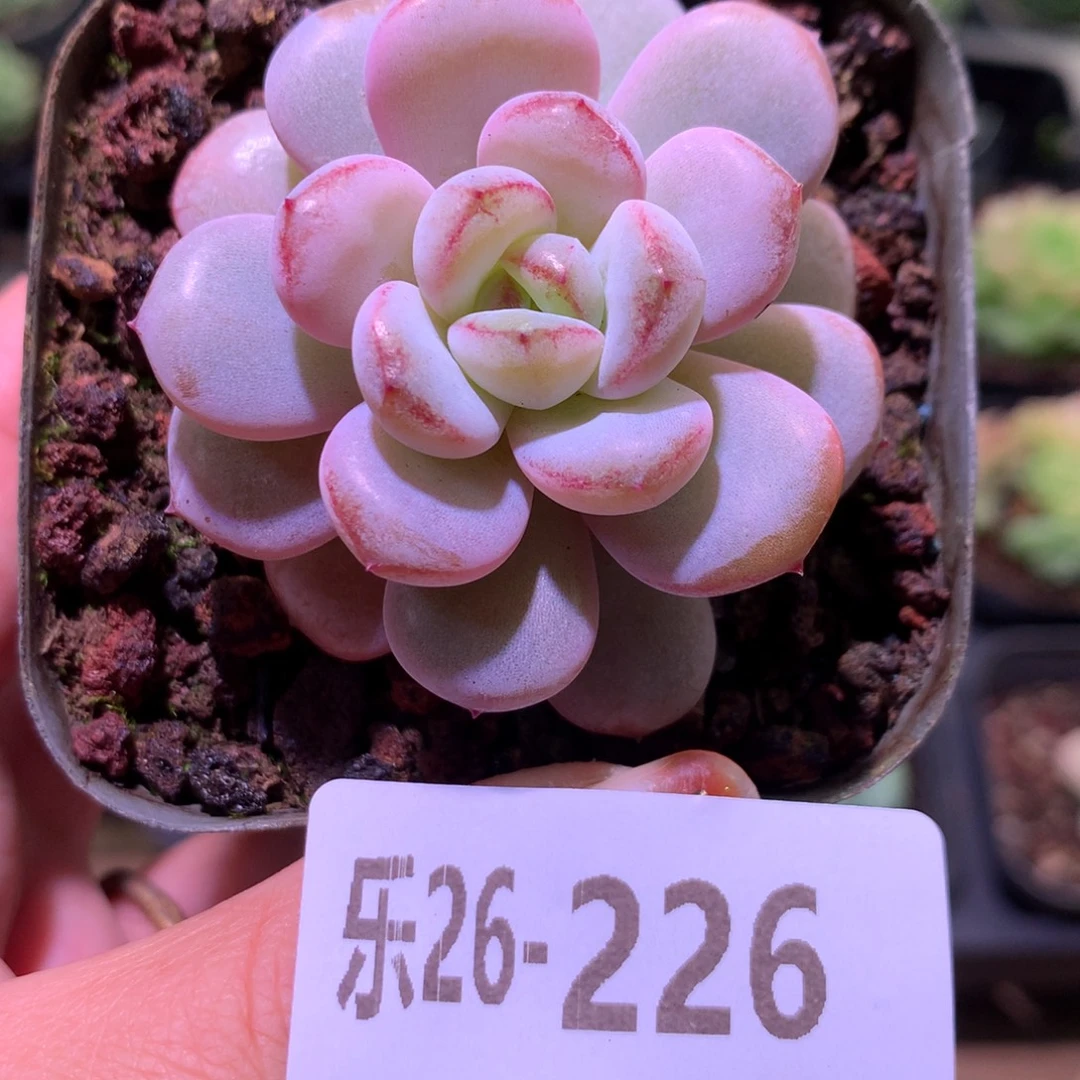 乐然26-226 星星雪