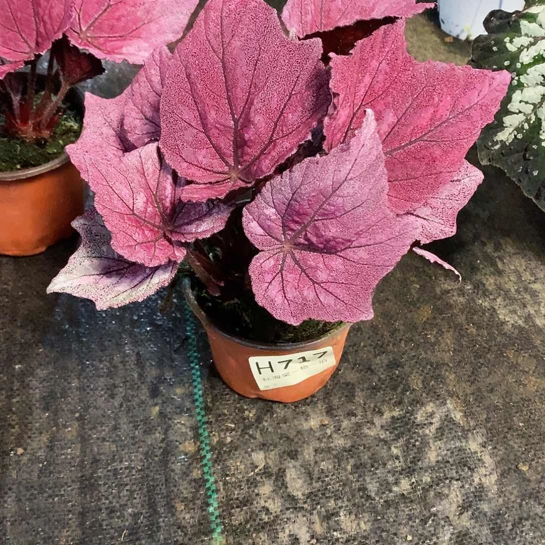 不开花植物瑶*吖秋海棠717