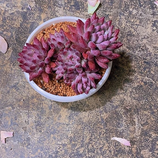 懂***^多肉植物大群