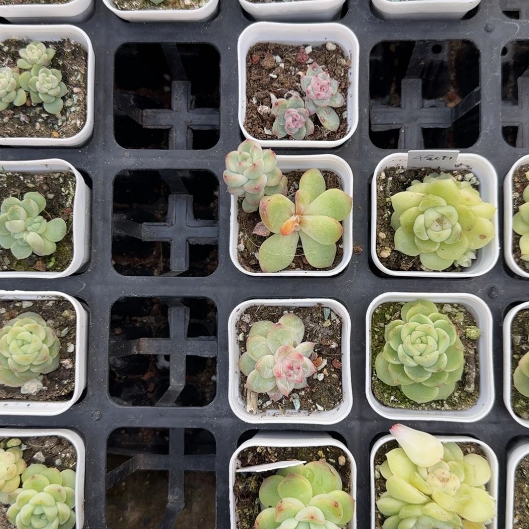 钻石4号盆一个满25包邮