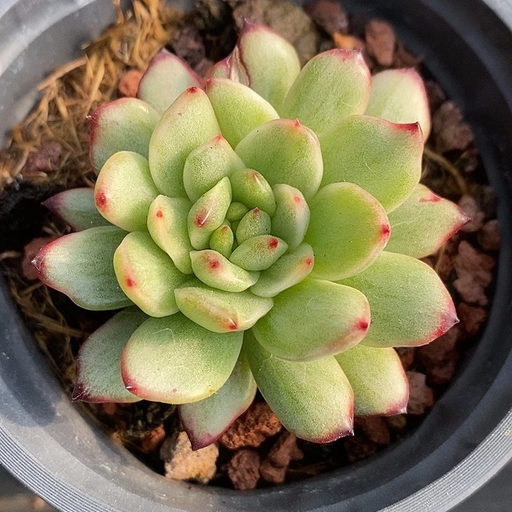 保利安娜石化白拉丝锦