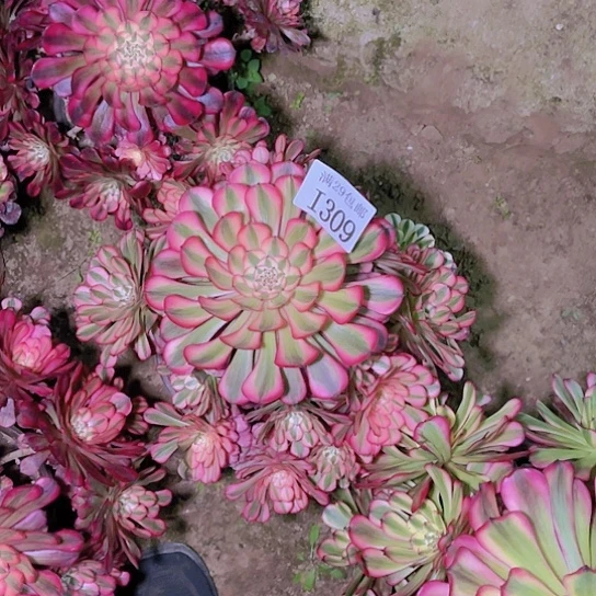 309红铜白多肉植物