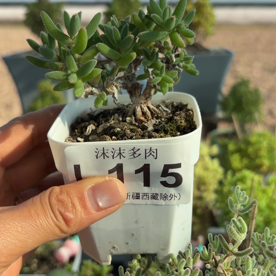 115玉米枝干番杏福利