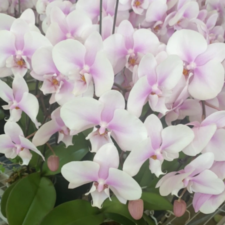 蝶兰小栈【阿尔提亚】精品蝴蝶兰基地直发