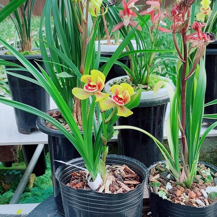 十***子完全开放一物一漂亮开户
