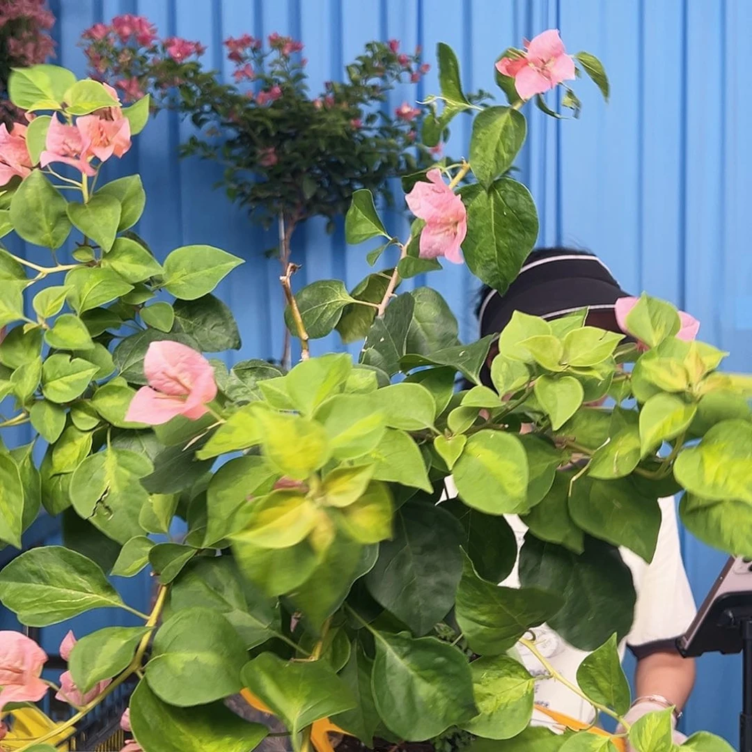 Y****当前无花栽培后可以开花J67日落