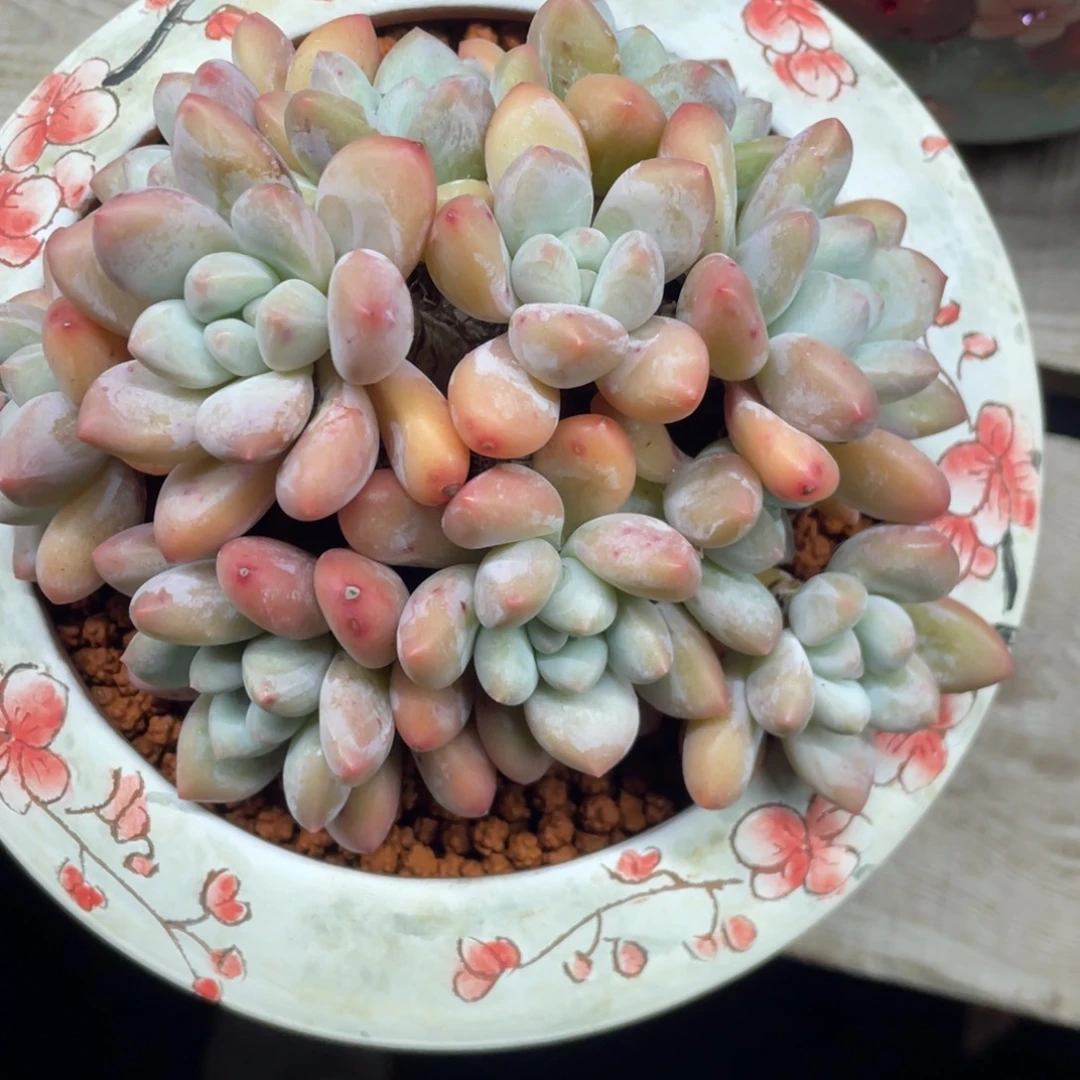 奶酪体香水群生无砍无摘