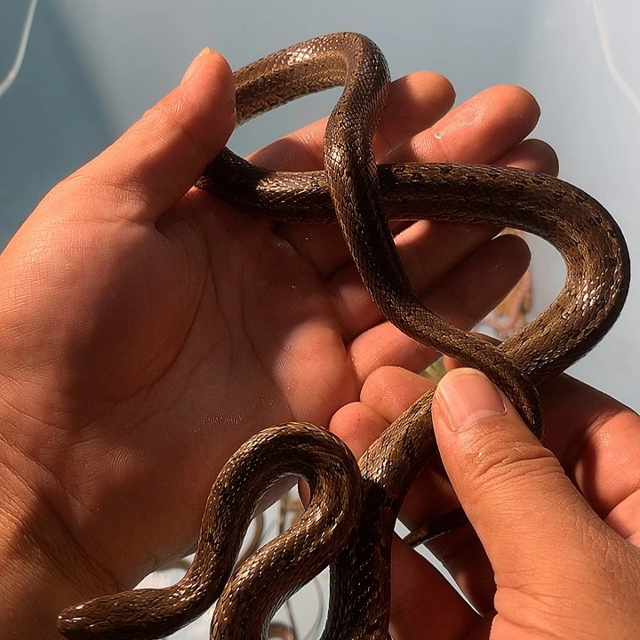 豹纹守宫白条锦蛇，合法买卖