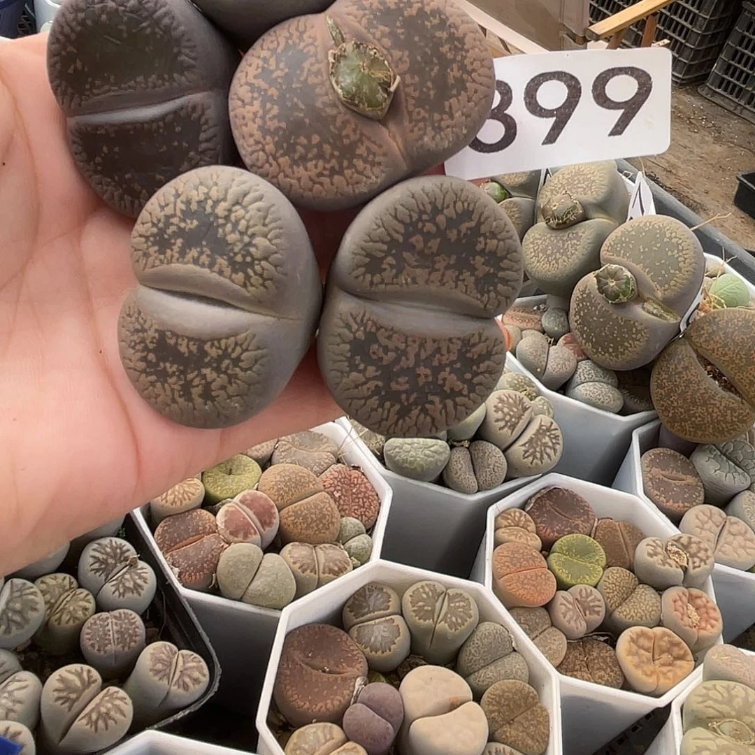 生石花5颗3990000
