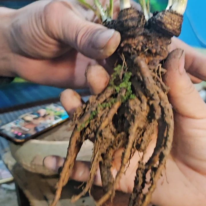 无花朵颗粒粒皆辛苦啊哈哈