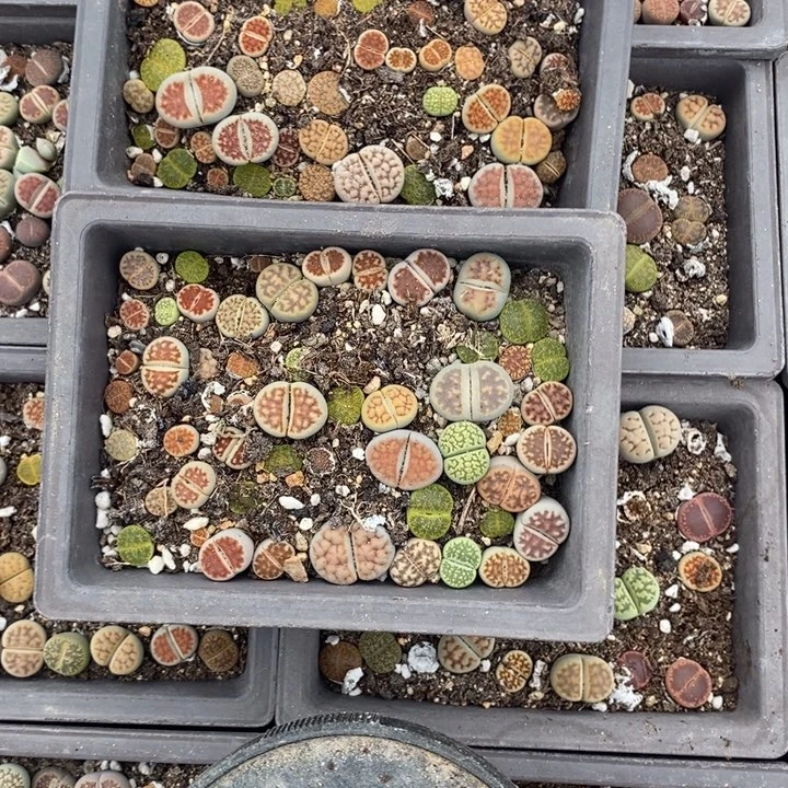 欧***具生石花等植物的生长605