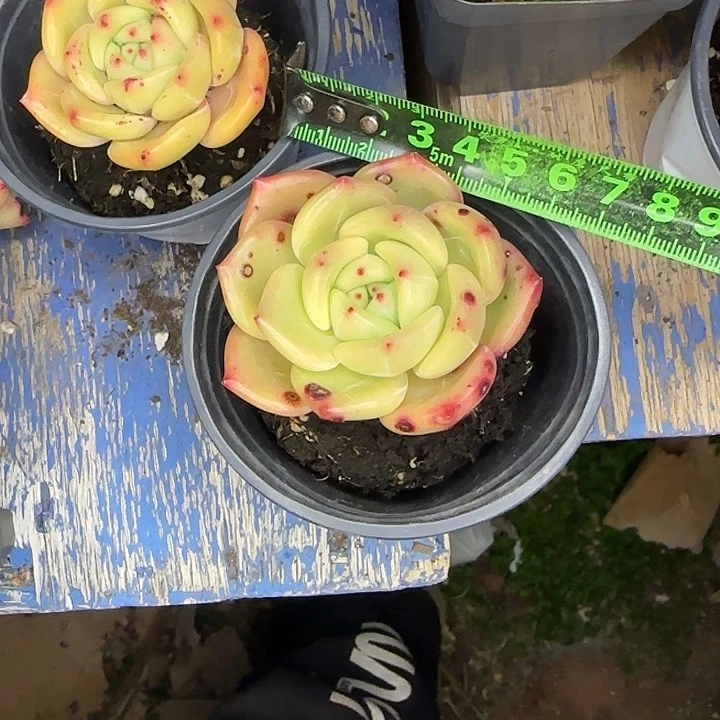 香槟192 多肉植物一物一拍