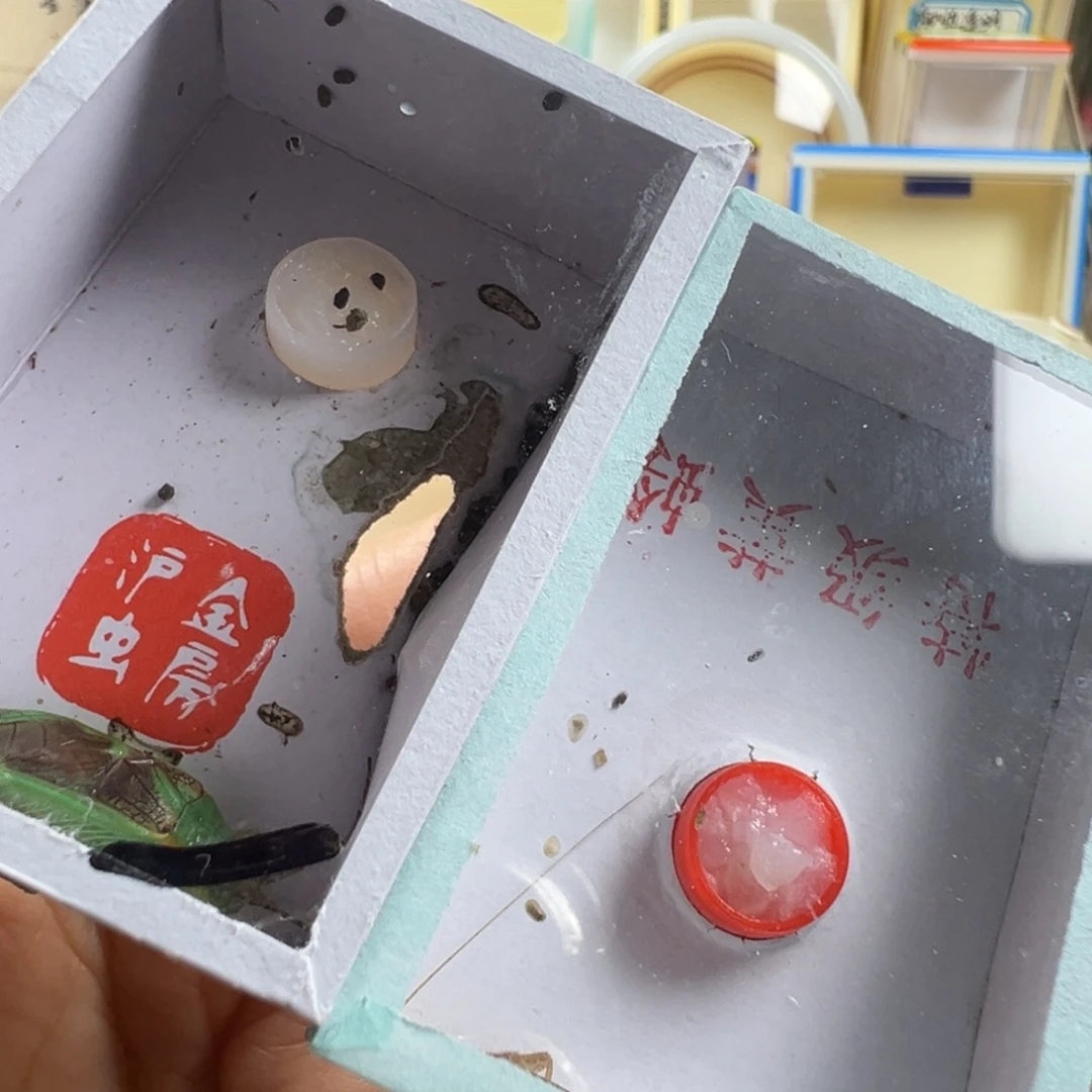 心***水蟋蟀一只香槟一只没须霍氏