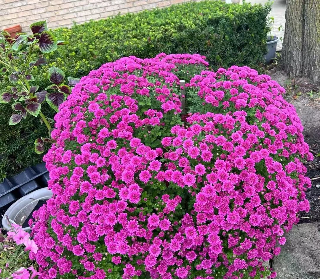 炫秋玫粉球菊【加仑盆】四季开花多年生发货快新手易养护喜阳植物