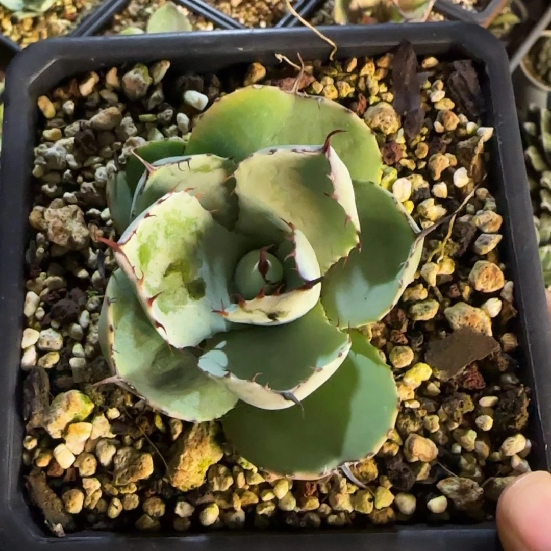 福克斯龙舌兰啦啦