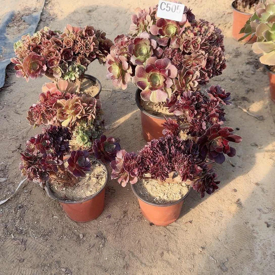 ✨***子505火玫瑰共6个