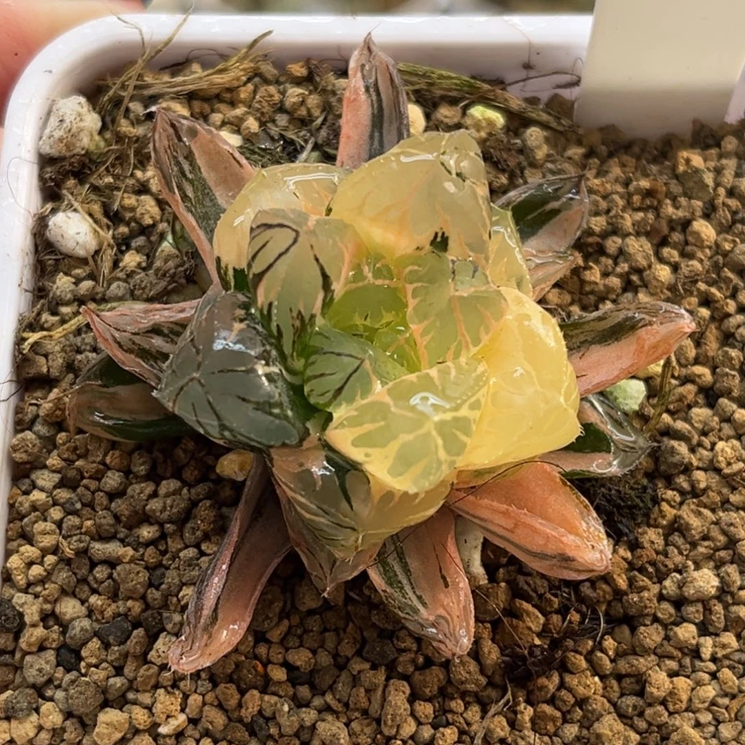 59水晶灯玉露锦福利专场