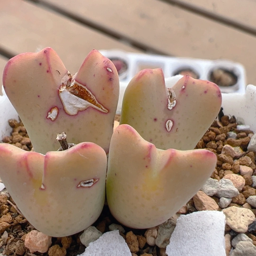 6001多肉植物百科知识