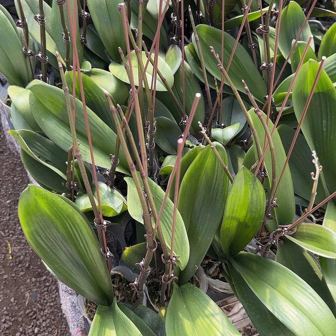 完全开放双剑大辣椒1颗