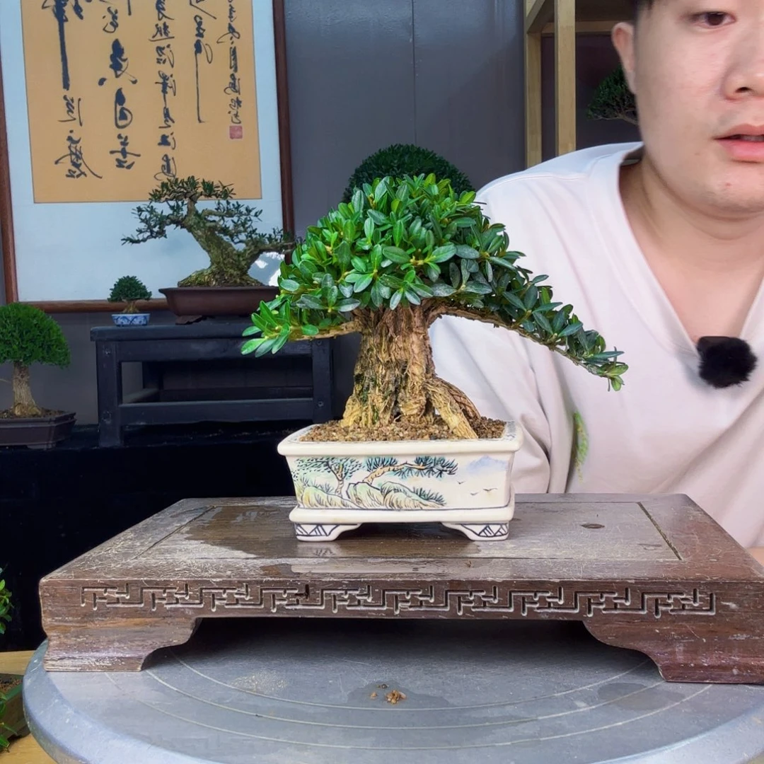 i***o无花朵凤尾黄杨 黄杨盆景