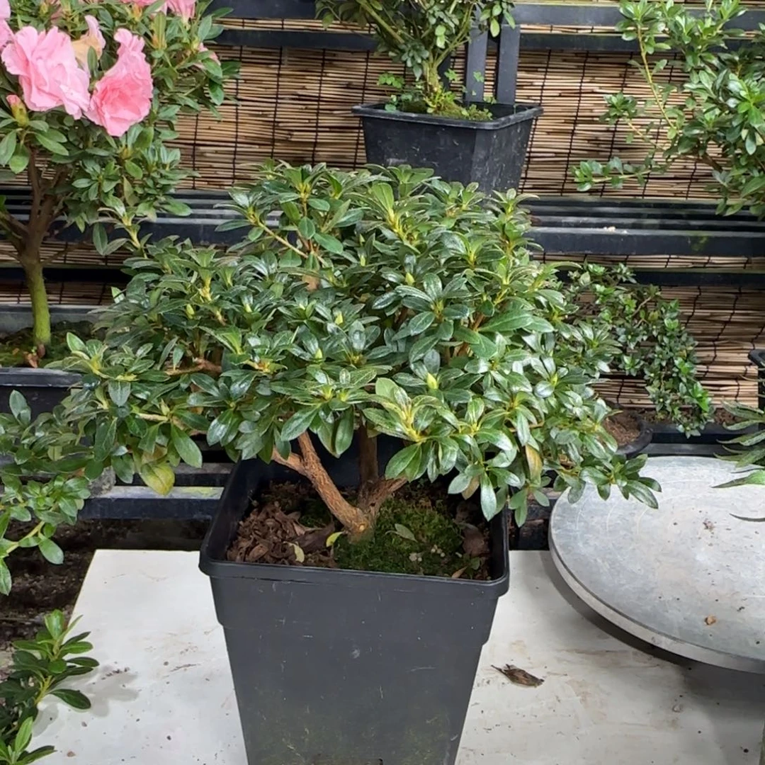 渝***器完全开放鸨羽惠比须