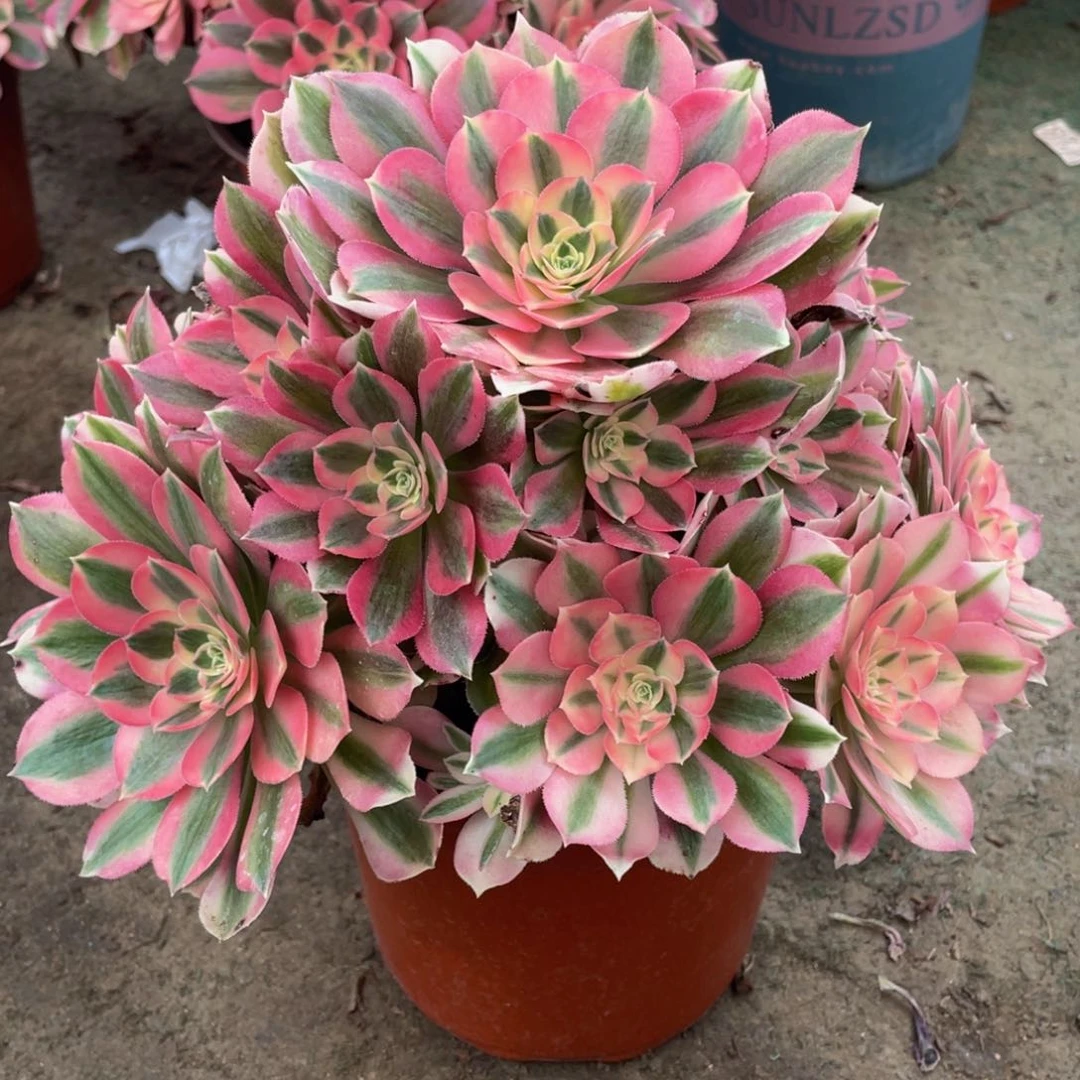 L****'154粉女巫精品法师多肉