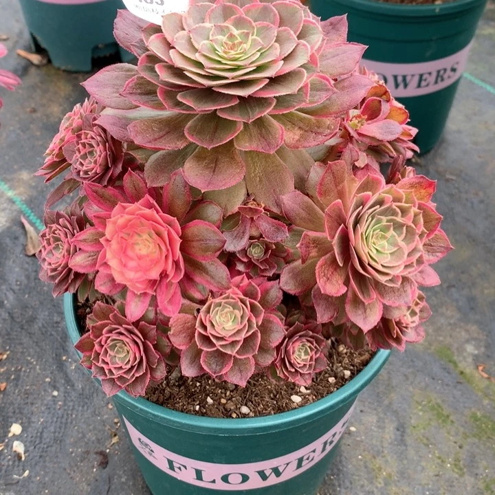 483莲花座多肉植物