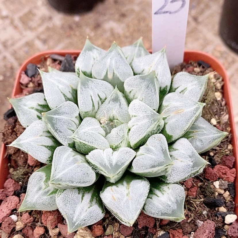 【闪购商品】23爱心寿