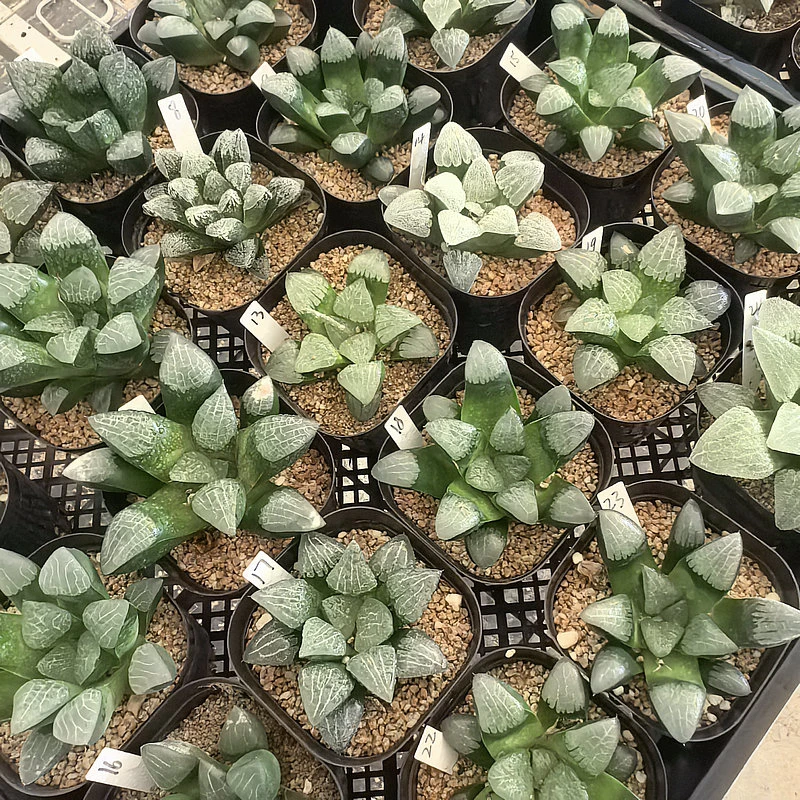 1-1号实生寿一物一拍根系好品相佳带盆发货多肉植物9月20日更新