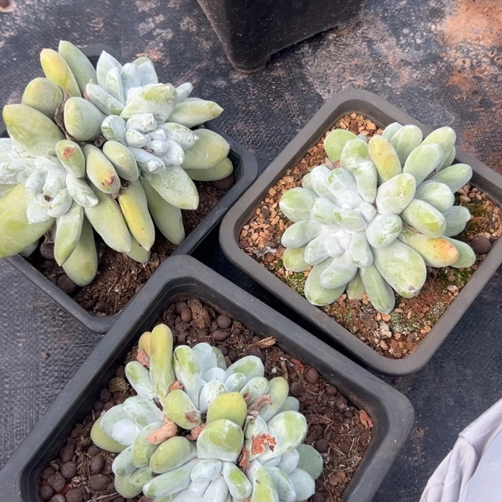 1****6谢谢姐姐～一物一拍022