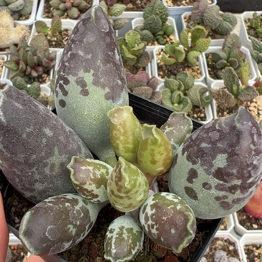 墨点斑海豹老桩多肉植物水泡