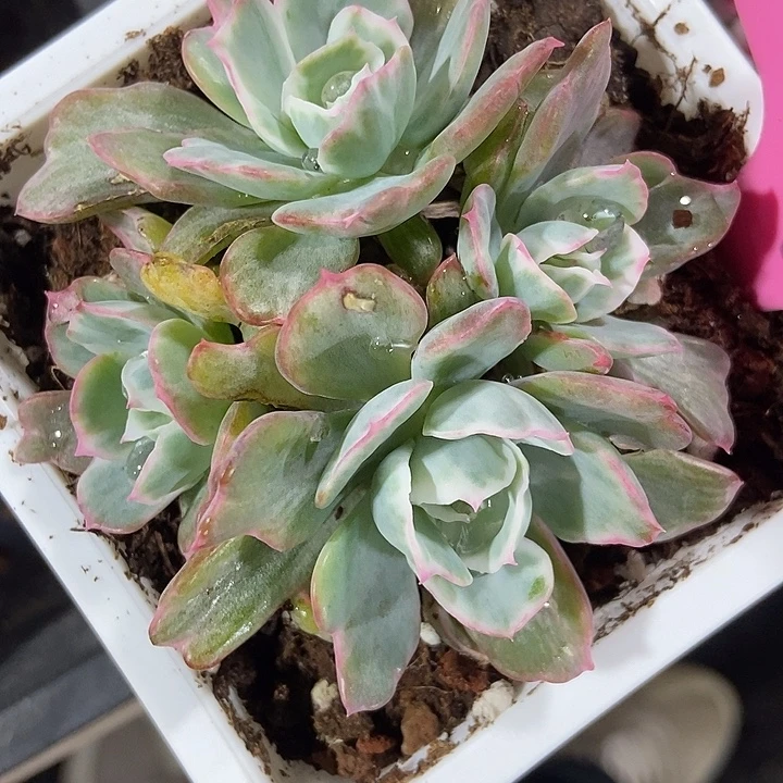 多肉植物伯克利锦39