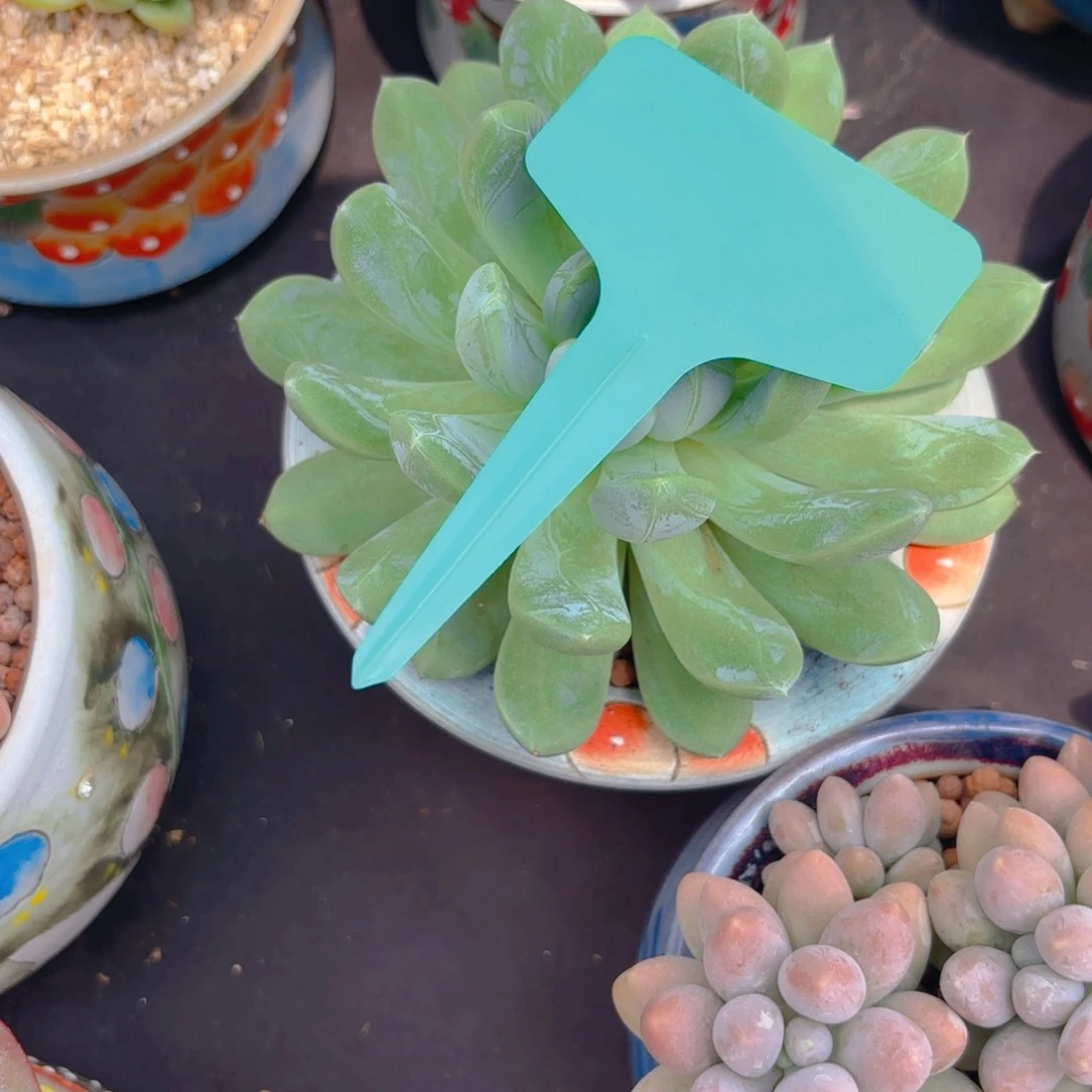 三***次我的小可爱们都好可爱