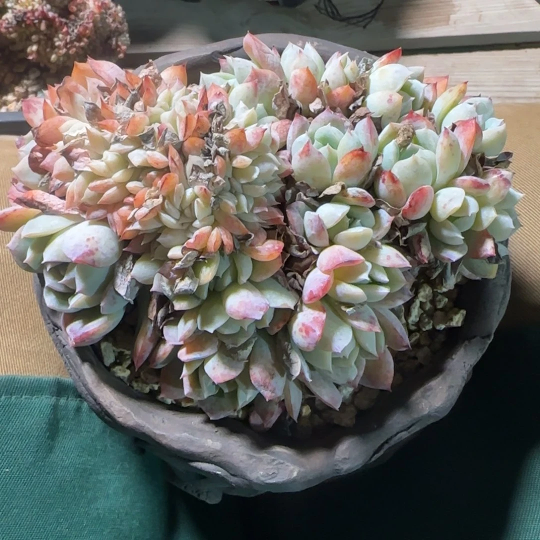 莎莎女王缀化五十包邮