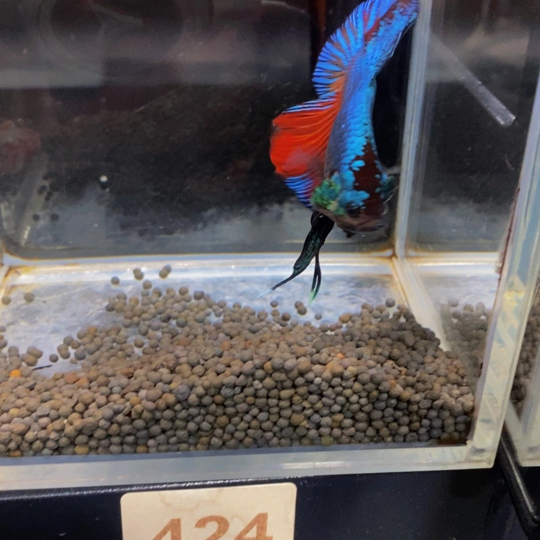 用***我斗鱼424巨斗1111星