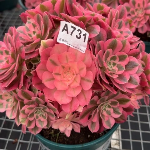 731女巫23厘米左右